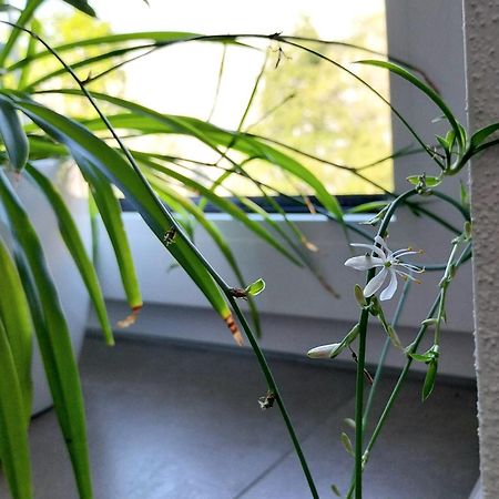 Kempten Mit Bauernhof-Flair Luaran gambar